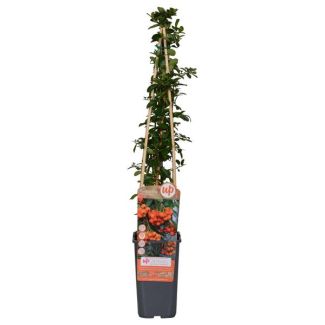 Pyracantha Orange Glow - Ø15cm - ↕65cm
