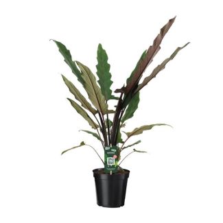 Elephant Ear, Exotic Green Plant, Unique Leaf, Alocasia Lauterbachiana - Ø19cm - ↕80cm