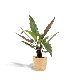 Elephant Ear with Selin Basket