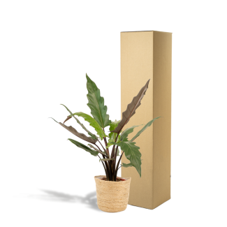 Elephant Ear with Selin Basket