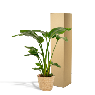 Strelitzia Nicolai - pot Ø19 cm - H90 cm + Selin basket