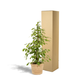 Variegated Weeping Fig in Selin basket
