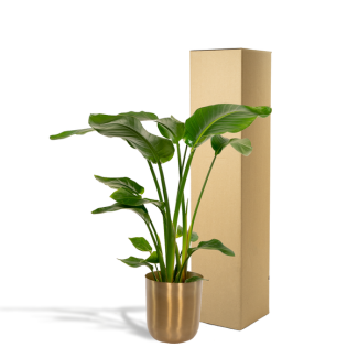 Bird of paradise plant