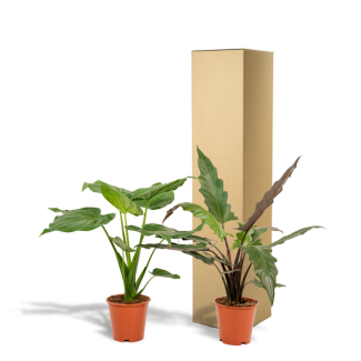 Set of 2 Alocasia plants