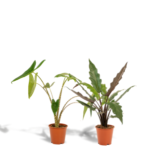 Set of 2 Alocasia houseplants