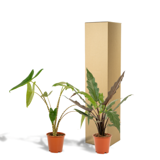 Set of 2 Alocasia houseplants