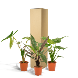 3 Alocasia plant set (Zebrina + Cucullata + Lauterbachiana) Ø19cm - (↕75cm, ↕60cm, ↕75cm)