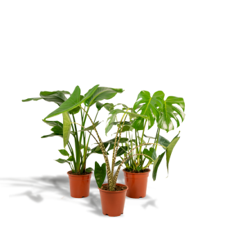Swiss Cheese Plant, Green Houseplant, Tropical, Monstera Deliciosa - Ø21cm - ↕70cm