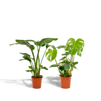 Giant Bird of Paradise (Strelitzia nicolai) - 19 cm pot - 85 cm tall + Swiss Cheese Plant (Monstera deliciosa) - 21 cm pot - 75 cm tall