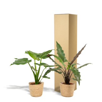 Two Alocasia plants in a basket (Alocasia Cucullata ↕60cm + Alocasia Lauterbachiana ↕75cm)