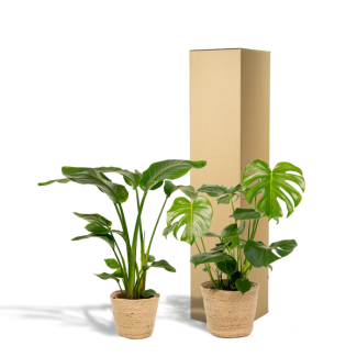 Bird of Paradise Plant & Monstera Plant including Selin Baskets