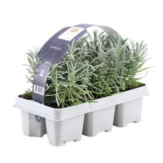 Lavender, 1x6 Pieces, Color Purple, Shrub, Mediterranean, 6 pack Lavandula angustifolia - 6 x Ø7 cm - ↕15 cm