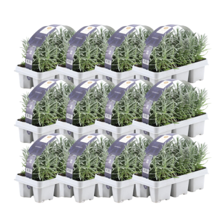 Lavender, 72 Pieces, Color Purple, Shrubs, Hedge, Mediterranean, 12 x 6er set Lavandula angustifolia - 72 x Ø7 cm - ↕15 cm