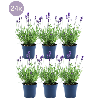 Lavender plant, 24 pieces, color purple-blue, hedge, Lavandula angustifolia Felice® - Ø12 cm - ↕25 cm