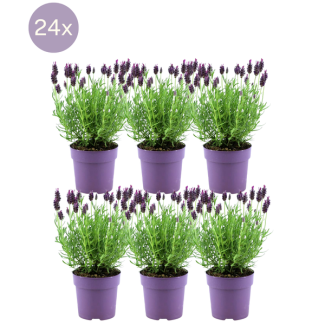 The Crested Lavender, 24 Pieces, Color Lilac/Purple, Garden Plants, Hedge, Lavandula stoechas Anouk® - Ø12 cm - ↕25 cm