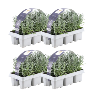 Lavender, quantity 24, Color Purple, Shrub, Mediterranean, 6 pack Lavender angustifolia - 6 x Ø7 cm - ↕15 cm