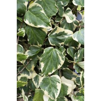4x - Hedera colchica Dentata Variegata - ↨65cm - Ø15