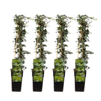 4 Pieces of Ivy