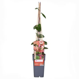 3x - Lonicera periclymenum Belgica - ↨65cm - Ø15