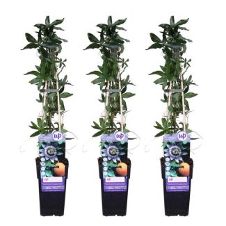 3 Pieces Passion Flower, White - Blue - Purple