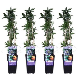 4x - Passionflower, color White, blue, purple, Passiflora caerulea - ↨65cm - Ø15
