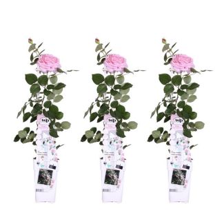 3x - Rosa Crazy in Love Pink - ↨65cm - Ø15