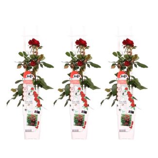 3x - Rosa Crazy in Love Red - ↨65cm - Ø15