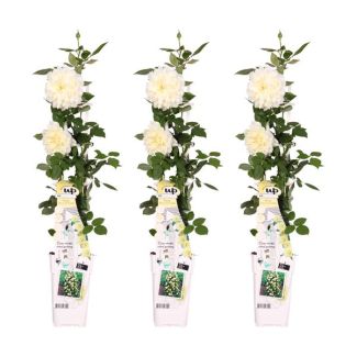 3x - Rosa Crazy in Love Vanilla - ↨65cm - Ø15
