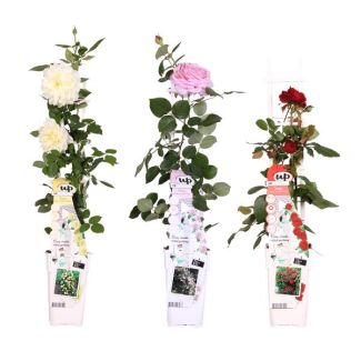 3x - Rose mix - ↨65cm - Ø15