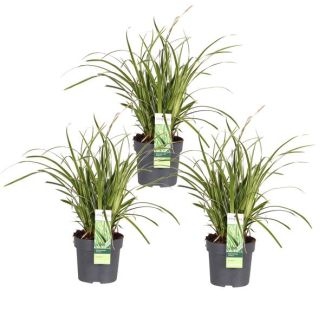 Variegated Ornamental Grass