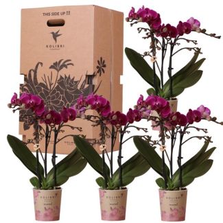 Surprise Box; 4 Butterfly Orchids for the price of 3
