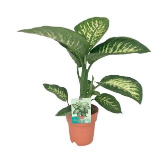 Houseplant, Variegated Leaf (Green, Cream), Dieffenbachia Seguine Tropic Snow - Ø19cm - ↕70cm