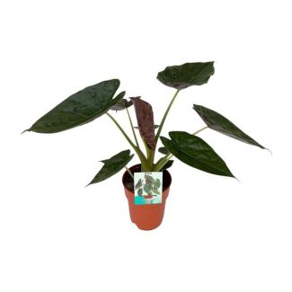 Elephant Ear, Alocasia Wentii, Green Plant, Tropical, Ø19cm - ↕85cm