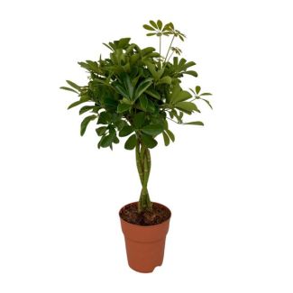 Umbrella Plant, Green Plant, Schefflera Compacta Ø19- 80cm Tall