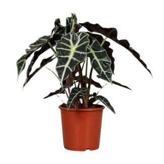 Elephant Ear, Green Plant, Tropical, Characteristic Leaf, Alocasia Polly - Ø17cm - ↕45cm