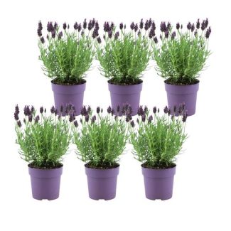 Set of 6 tufted lavender, Color Lilac/Purple, Garden plants, Hedge, Lavandula stoechas Anouk® - 12 cm pot