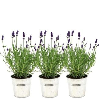 Lavender in Decorative Pot, 3 Pieces, Color Purple-Blue, Patio Plant, Balcony Plant, Lavandula angustifolia Felice® in Old Look Decorative Pot - 13 cm pot