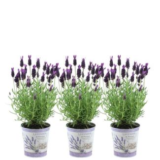 Set of 3 tufted lavender in decorative pot, Color Lilac/Purple, Garden plants, Patio plant, Balcony plant, Lavandula stoechas Anouk® - 12 cm pot