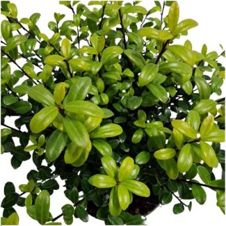 6x Japanese Holly, The Perfect Boxwood Substitute, Green Hedge, Ilex crenata Jenny Ø12 cm - ↕25 cm