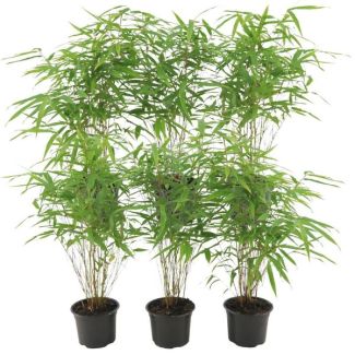 6x non-invasive and clumping Bamboo, Color green, Fargesia rufa - ↨25cm - Ø12, non-propagating
