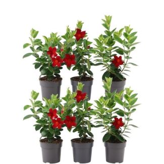 Dipladenia, Mandevilla, 6 pieces, Trumpet-shaped Climbing Plant, Color red, Patio Plant, Balcony Plant, Annual Plant, 6 x Dipladenia Red - Mandevilla Red Ø12 cm - ↕25 cm