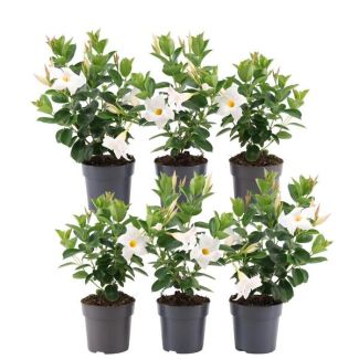 Dipladenia, Mandevilla, 6 pieces, Trumpet-shaped Climbing Plant, Color White, Terrace Plant, Balcony Plant, Annual Plant, 6 x Dipladenia Pink - 6 x Dipladenia White - Mandevilla White Ø12 cm - ↕25 cm