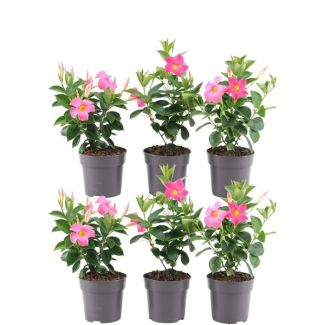 Dipladenia, Mandevilla, 6 pieces, Trumpet-shaped Climbing Plant, Color pink, Patio Plant, Balcony Plant, Annual Plant, 6 x Dipladenia Pink - Mandevilla Pink Ø12 cm - ↕25 cm