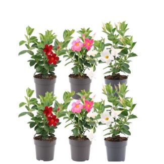 Dipladenia, Mandevilla Mix, 2 x Mandevilla Pink, 2 x Mandevilla White, 2 x Mandevilla Red, Trumpet-shaped Climbing Plant, Color red, Terrace Plant, Balcony Plant, Annual Plant, Mandevilla Summerstar Red Trellis P19 - Ø19cm - ↕75cm