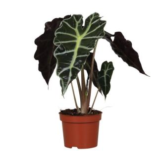Elephant ear