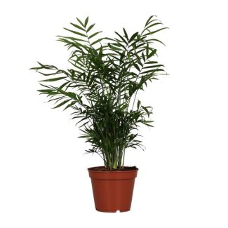 Mexican Dwarf Palm, Houseplant, Parlor Palm, Chamaedorea Elegans -Ø17cm - ↕55cm