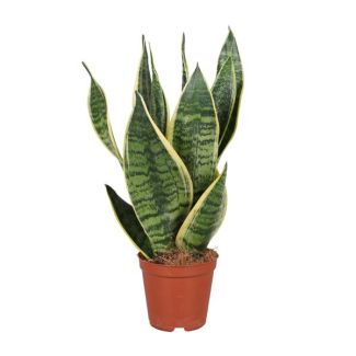 Snake plant, Mother-in-law's tongue, Sword-shaped dark green leaf with stripes, Sansevieria Trifasciata Futura Superba - Ø12cm - ↕40cm