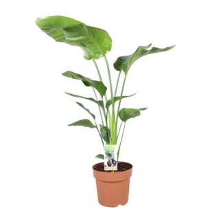 White Bird of Paradise Plant, Tropical Green Plant, Strelitzia Nicolai, Ø21cm - ↕90cm
