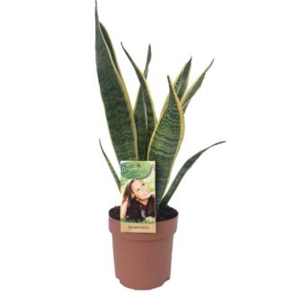 Mother-in-law's tongue, Gold edge plant, Sword-shaped dark green leaf with yellow edge Sansevieria Laurentii - 50cm - ø14
