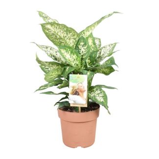 Houseplant, Beautiful Leaf Pattern (Green, Cream) Dieffenbachia Compacta - Ø17cm - ↕45cm